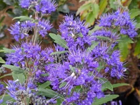 Caryopteris x cland. 'Grand Bleu® ('= 'Inoveri's' PBR)
