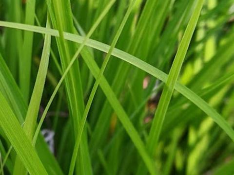Carex oshimensis 'Intense Green'