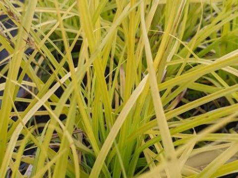 Carex oshimensis 'Everillo' ®