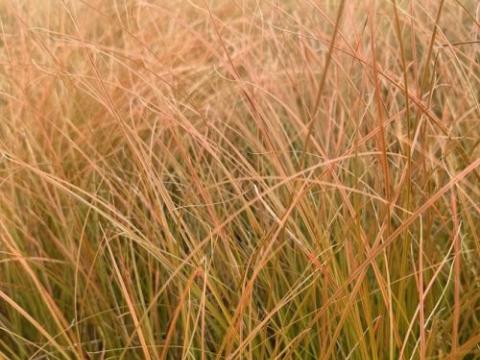 Carex testacea 'Prairie Fire'