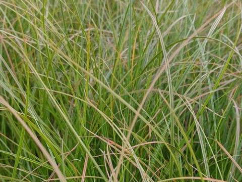 Carex testacea 'Prairie Fire'