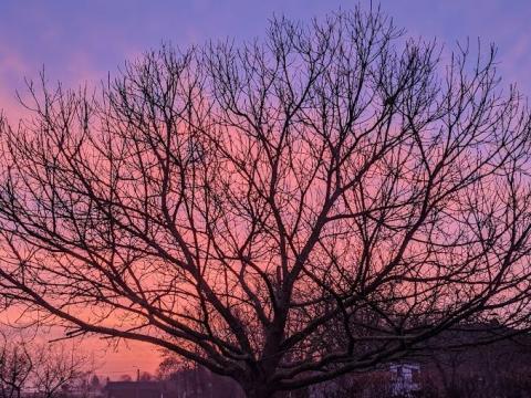 Castanea sativa KASTANJE