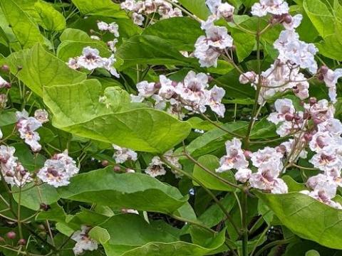 Catalpa bignonioides 'Nana' hoogstam