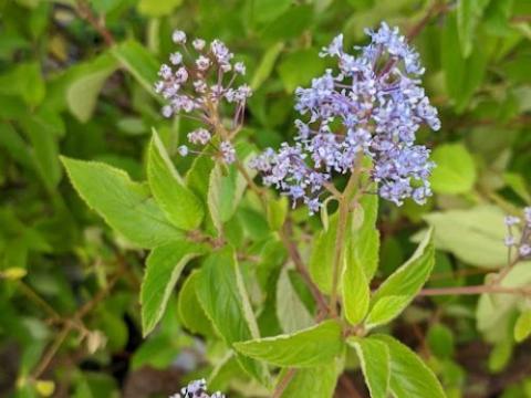 Ceanothus x del. 'Gloire de Versailles