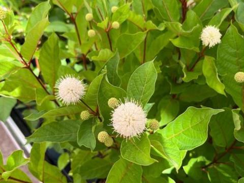 Cephalantus occidentalis