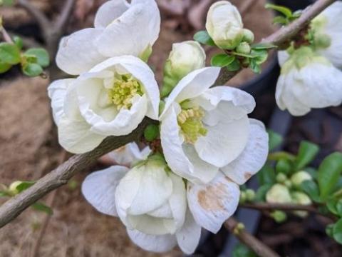 Chaenomeles superba 'Jet Trail'