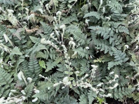 Cheilanthes lanosa