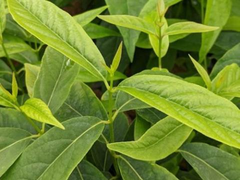 Chimonanthus praecox