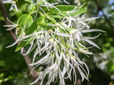 Chionanthus virginicus