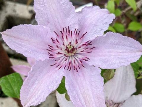 Clematis  'Hagley Hybrid'