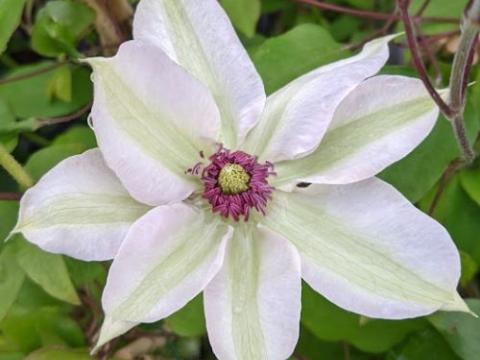 Clematis  'Mme Le Coultre'