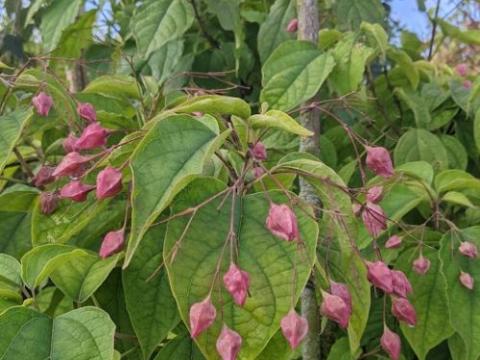 Clerodendrum trichotomum multistam