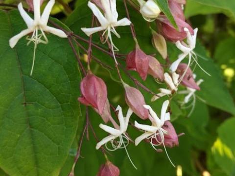 Clerodendrum trichotomum