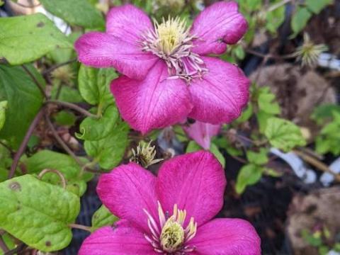 Clematis  'Ville de Lyon'
