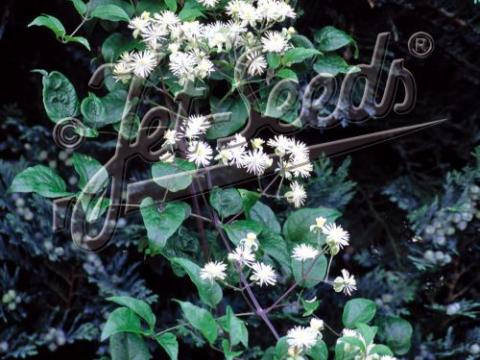 Clematis vitalba