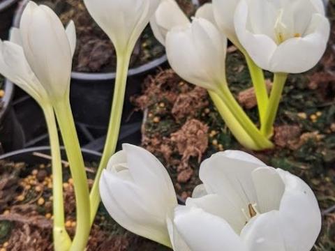 Colchicum  automnale 'Album'