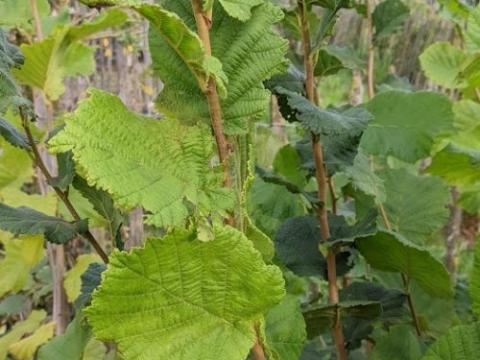 Corylus avellana   HAZELNOOT