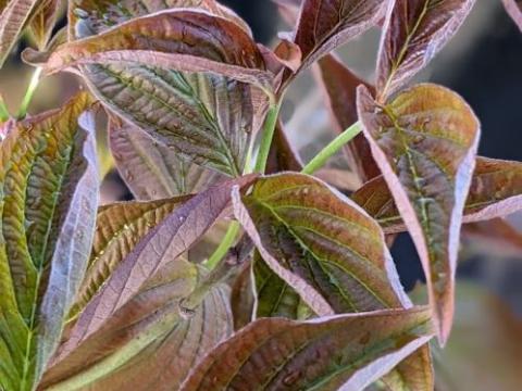 Cornus florida