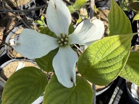 Cornus florida