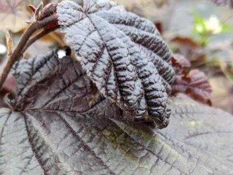 Corylus maxima 'Purpurea'