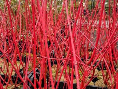 Cornus alba 'Sibirica'