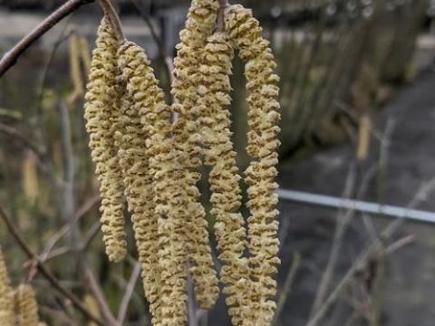 Corylus  'Webb's Prize Cob' HAZELNOOT