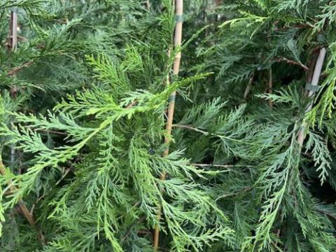 Cupressocyparis leylandii 2001