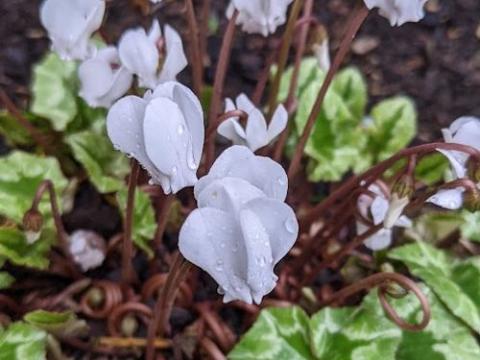 Cyclamen hederifolium 'Perlenteppich'