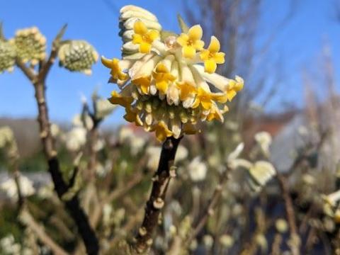Edgeworthia chrysantha
