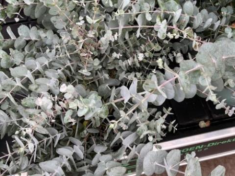 Eucalyptus cinerea