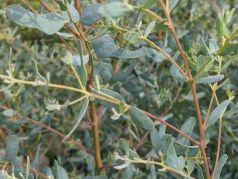 Eucalyptus gunnii 'France Blue' (Regun)
