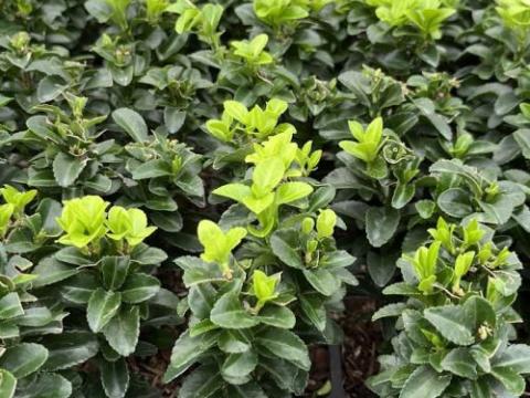 Euonymus japonicus 'Green Rocket'