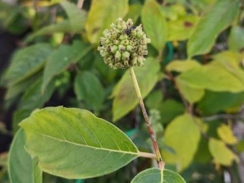 Fagus orientalis