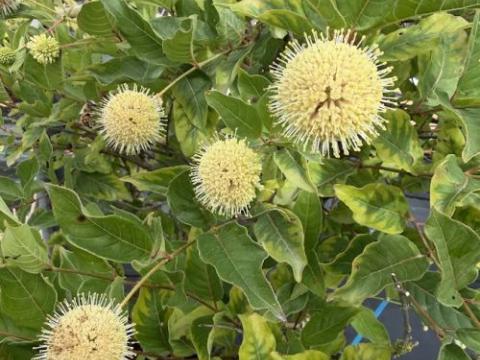 Fagus orientalis