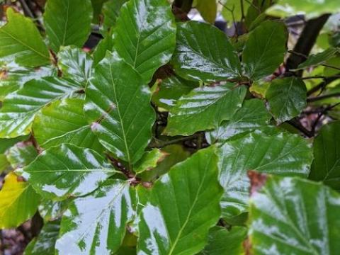 Fagus sylvatica
