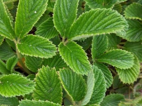 Fragaria rubicola 'Mount Omei'