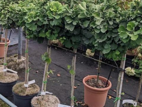 Ginkgo bil. 'Marieken'