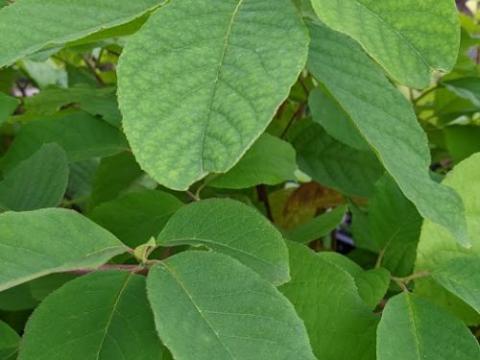 Halesia  carolina