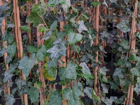 Hedera hibernica
