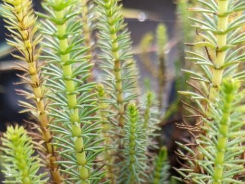 Hippuris vulgaris