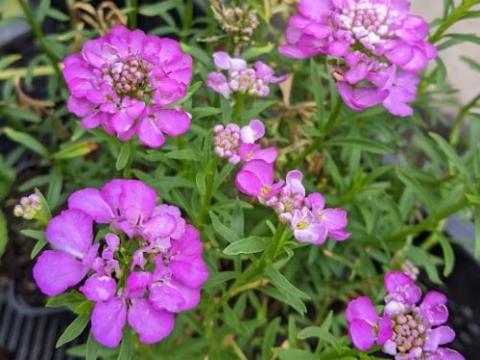 Iberis sem.  'Absolutely Amethyst' ®