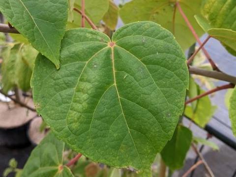 Idesia polycarpa