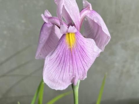 Iris ensata 'Rose Queen'