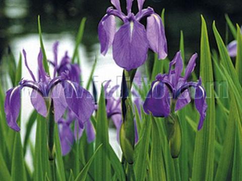 Iris laevigata
