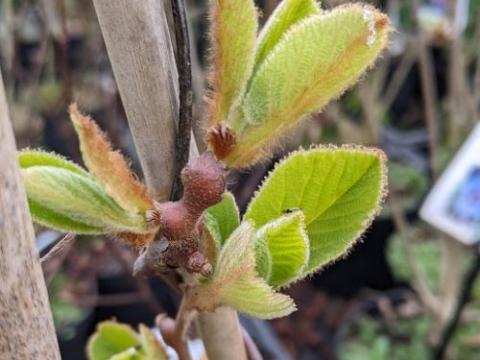 KIWI - 'Actninidia deliciosa 'Jenny'