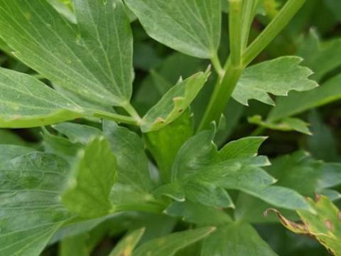 Levisticum officinale doorlevende selder