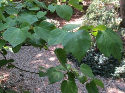 Lindera benzoin