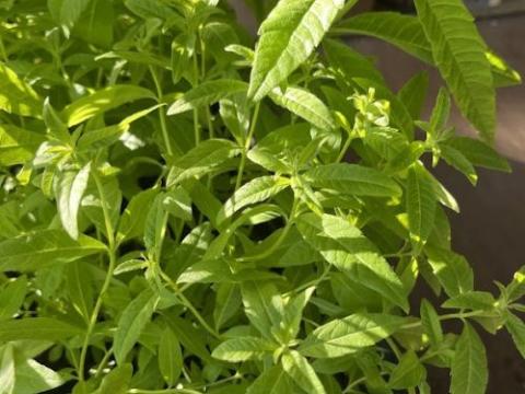 Lippia citriodora (Aloysia)