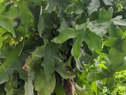 Liquidambar sty. 'Gum Ball'