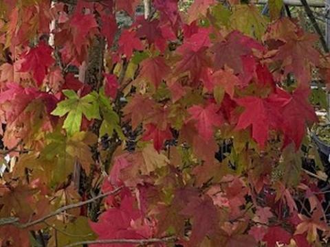 Liquidambar styraciflua